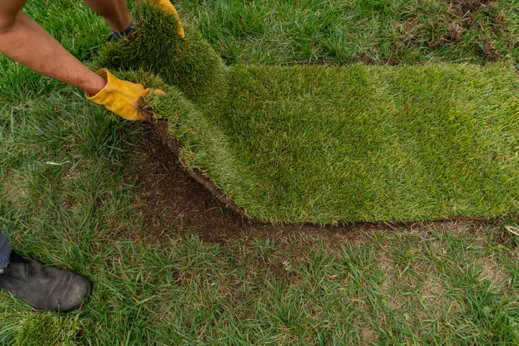 repair-lawn